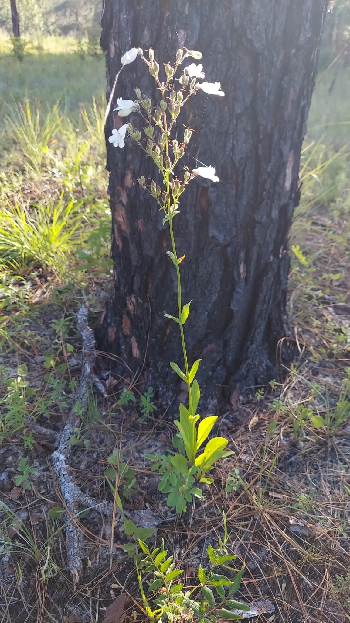 Manyflower beardtongue (Penstemon multiflorus)