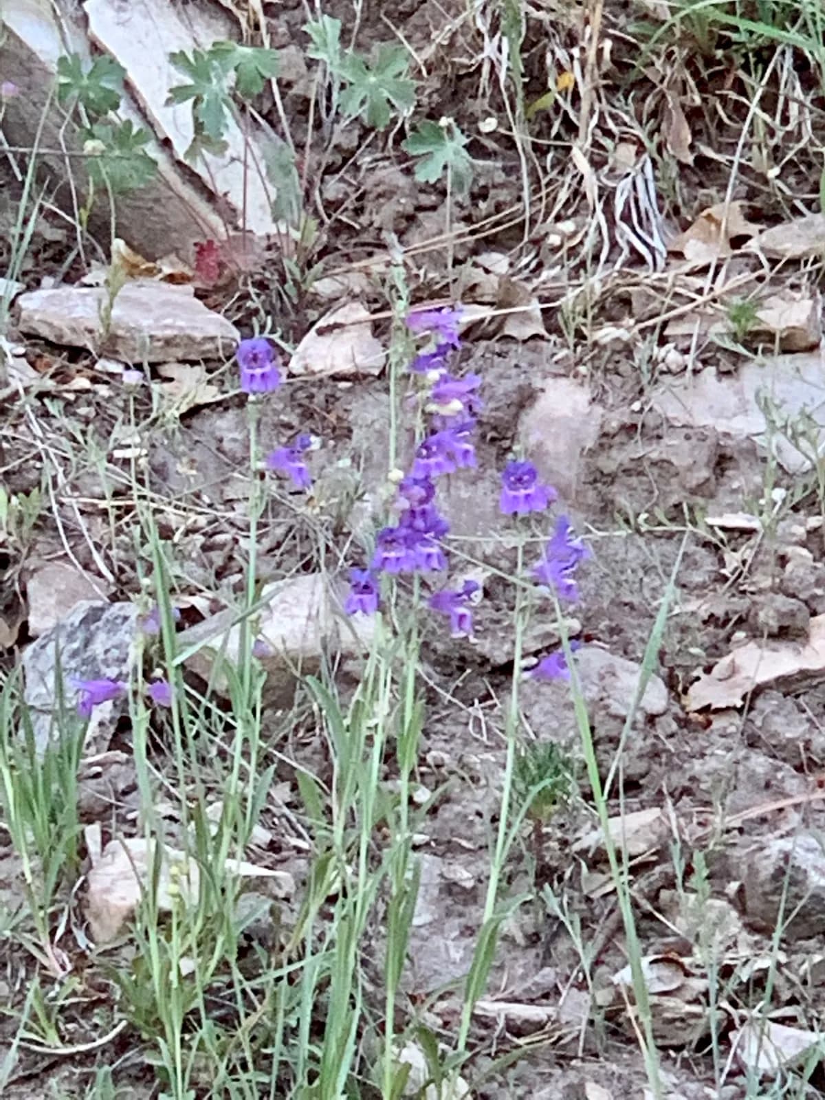 New Mexico penstemon (Penstemon neomexicanus)