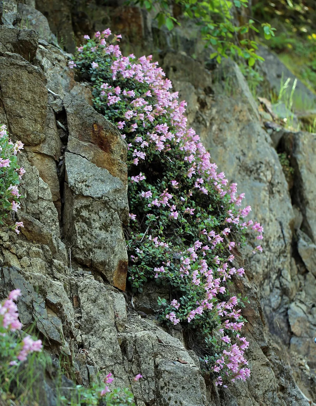 Mountain-pride (Penstemon newberryi)