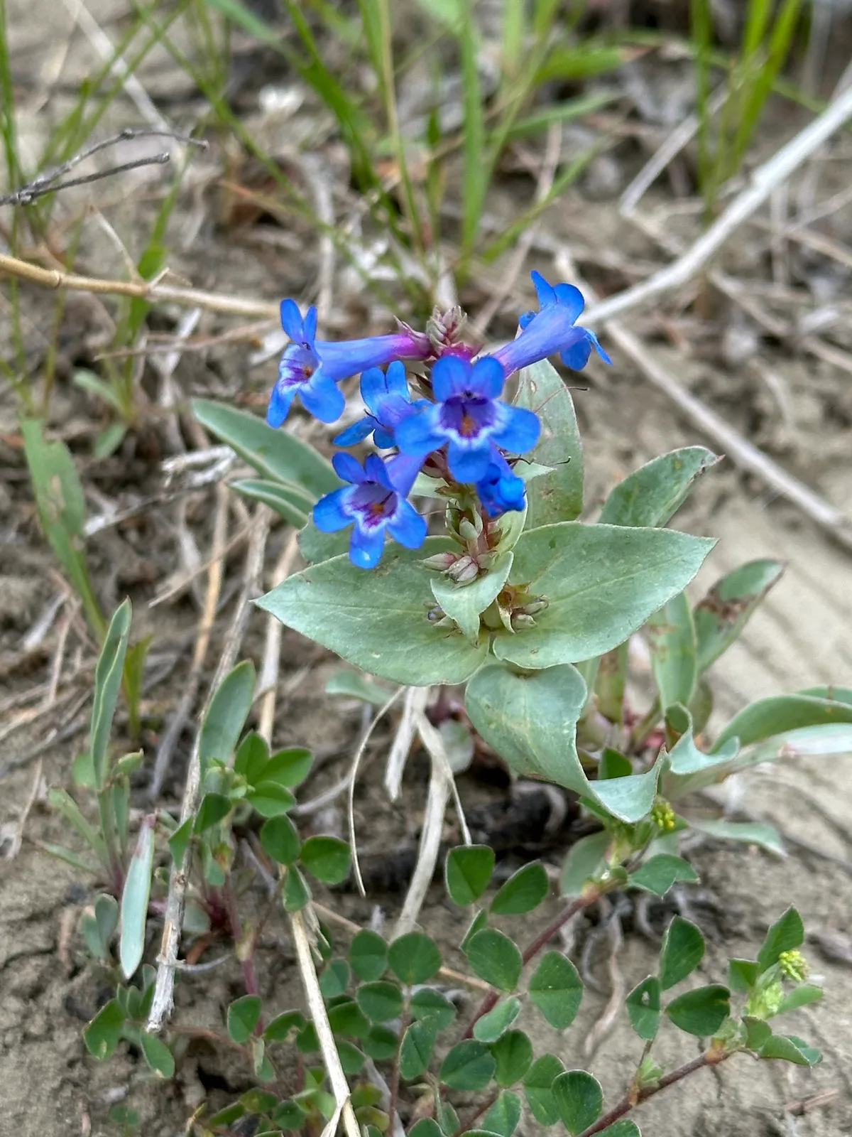 Waxleaf Penstemon (Penstemon nitidus)