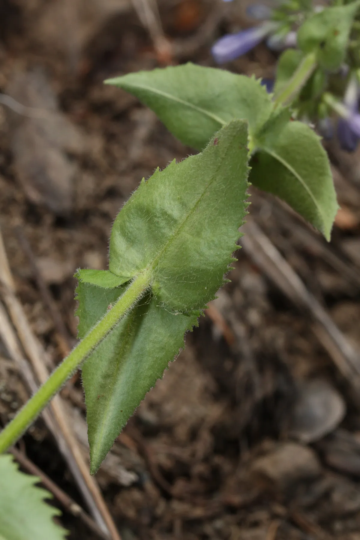 Broadleaf penstemon (Penstemon ovatus)