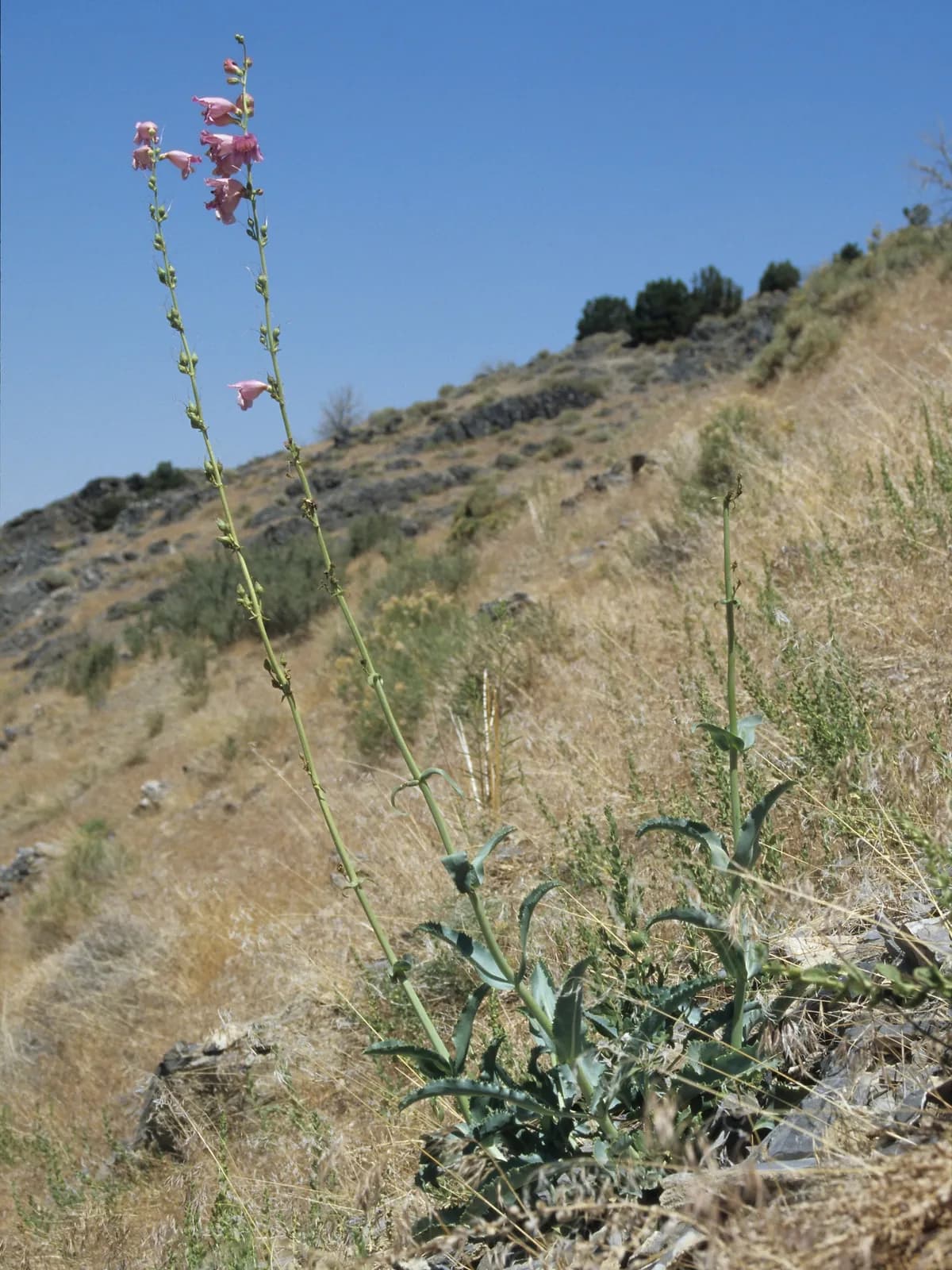 Palmer penstemon (Penstemon palmeri)