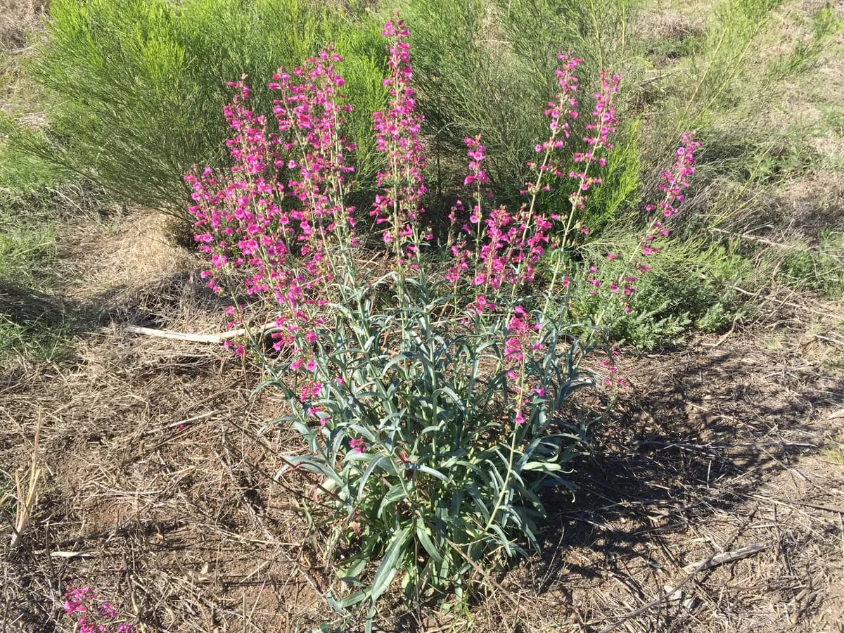 Parry's penstemon (Penstemon parryi)