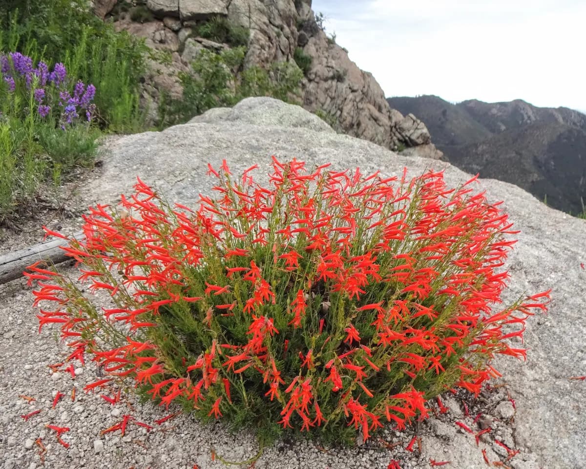 Pineneedle beardtongue (Penstemon pinifolius)
