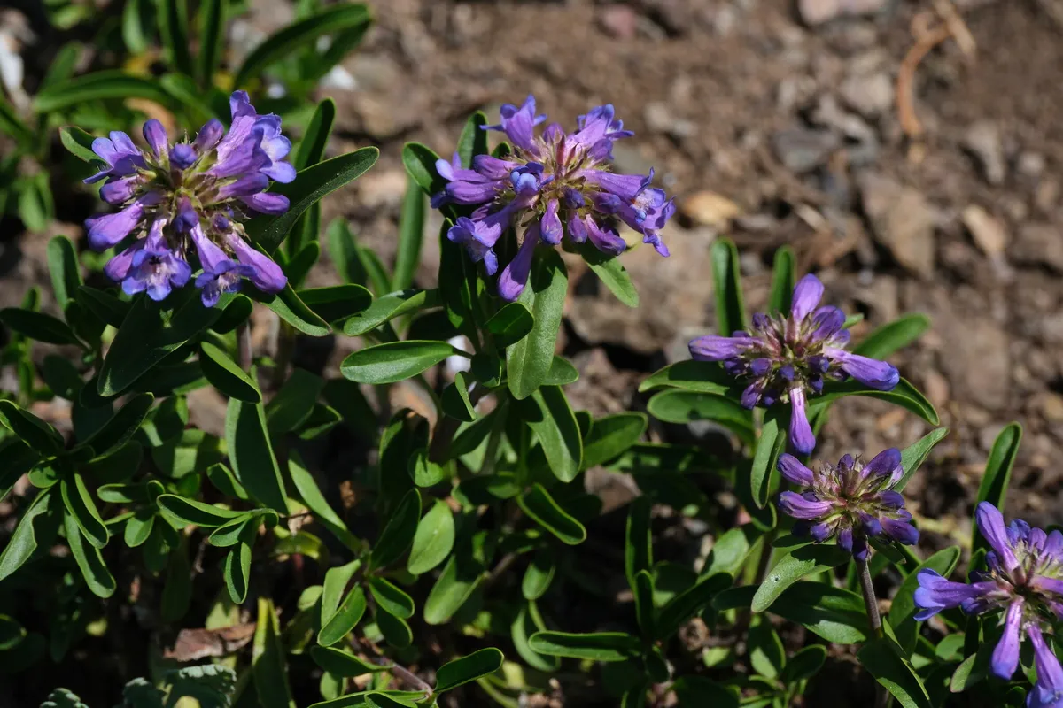 Small-flower penstemon (Penstemon procerus)