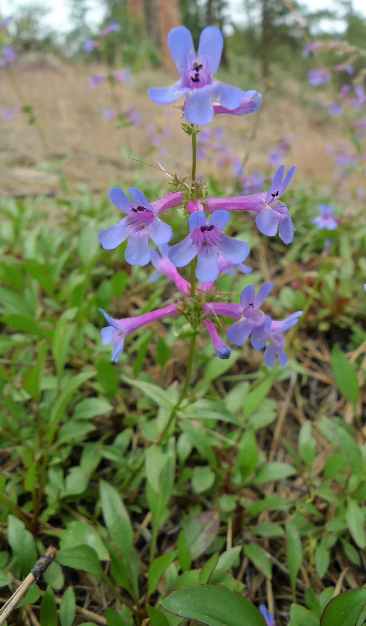 Chelan beardtongue (Penstemon pruinosus)