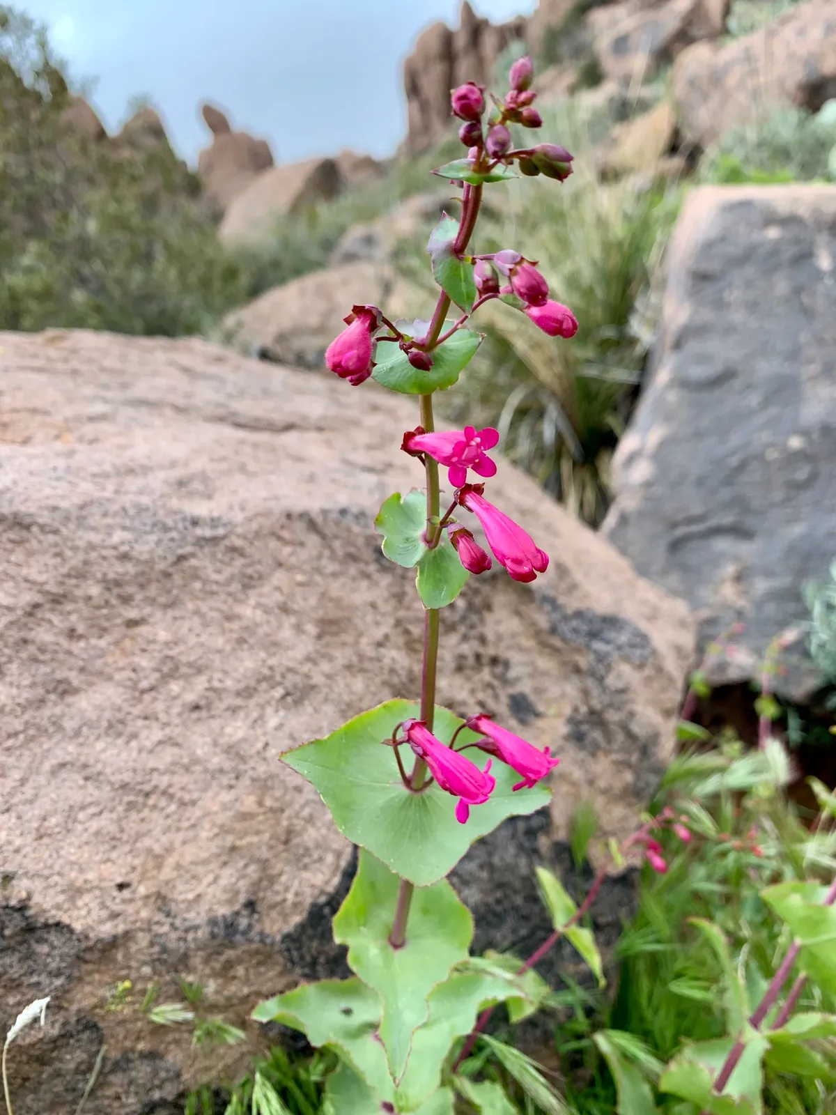 Desert penstemon (Penstemon pseudospectabilis)