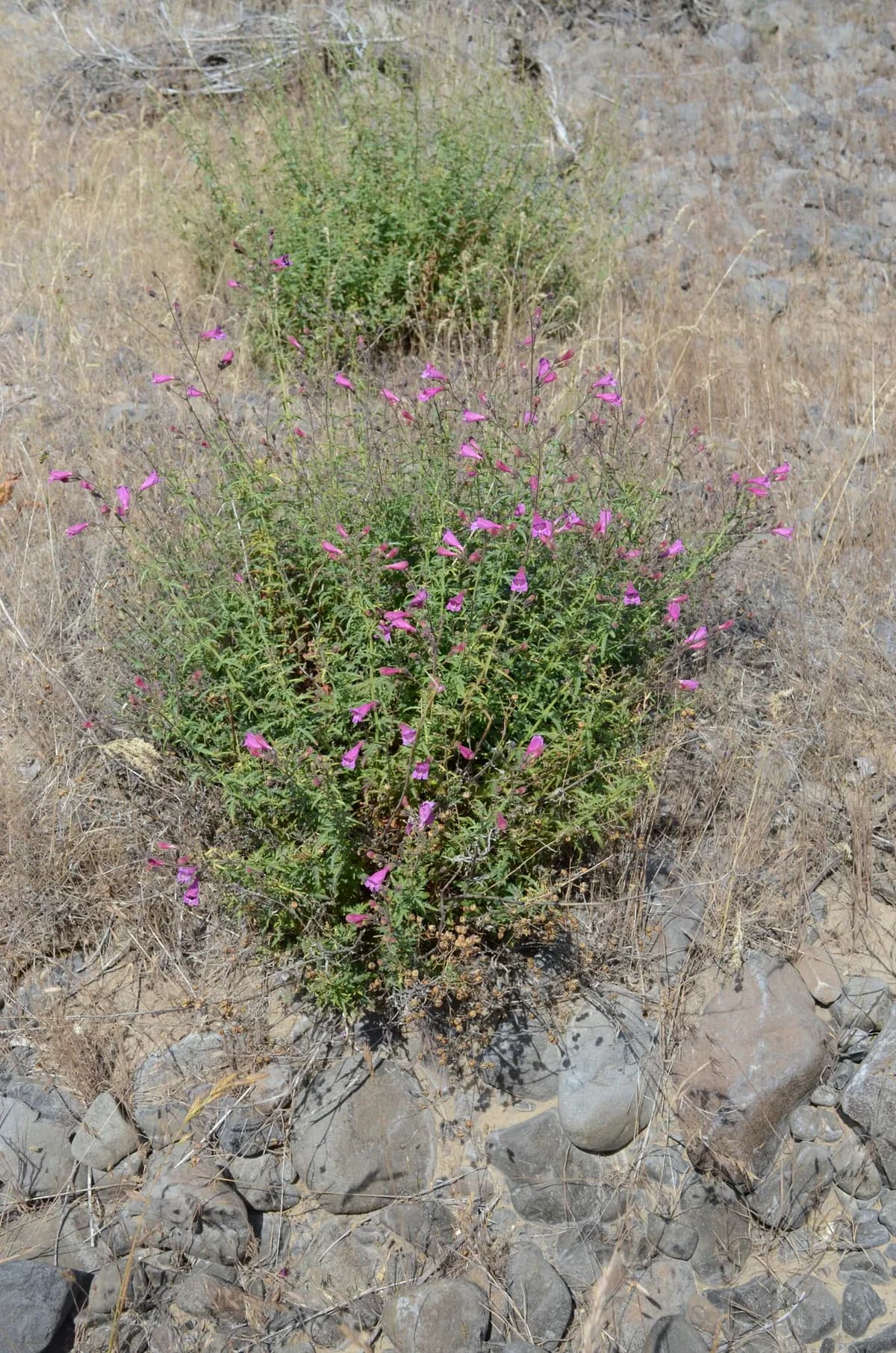 Richardson's penstemon (Penstemon richardsonii)
