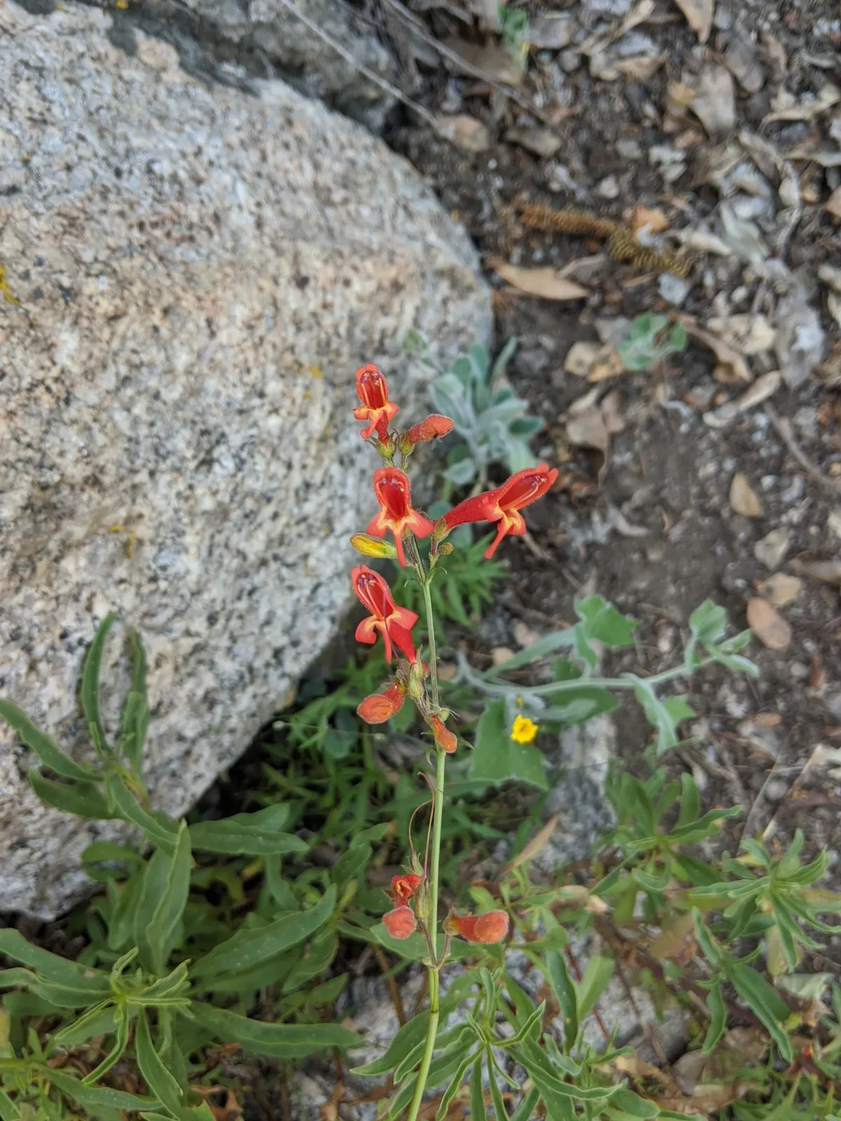 Bridges's penstemon (Penstemon rostriflorus)