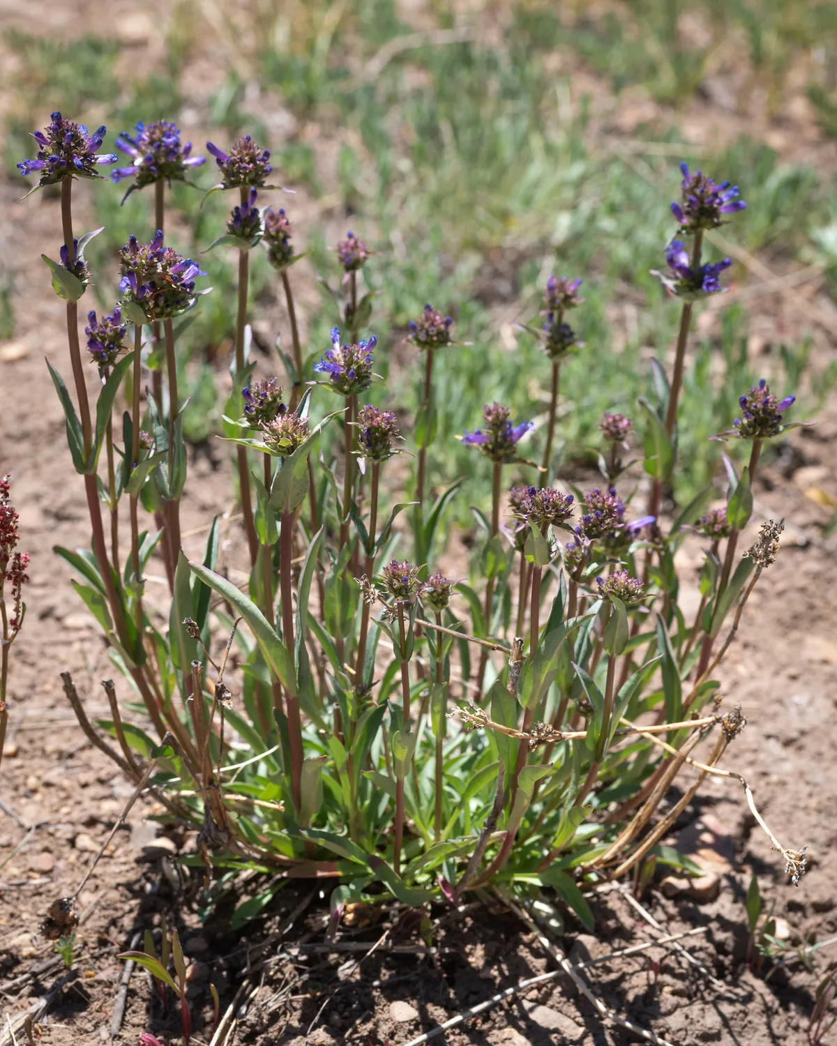 Rydberg's Beardtongue (Penstemon rydbergii)