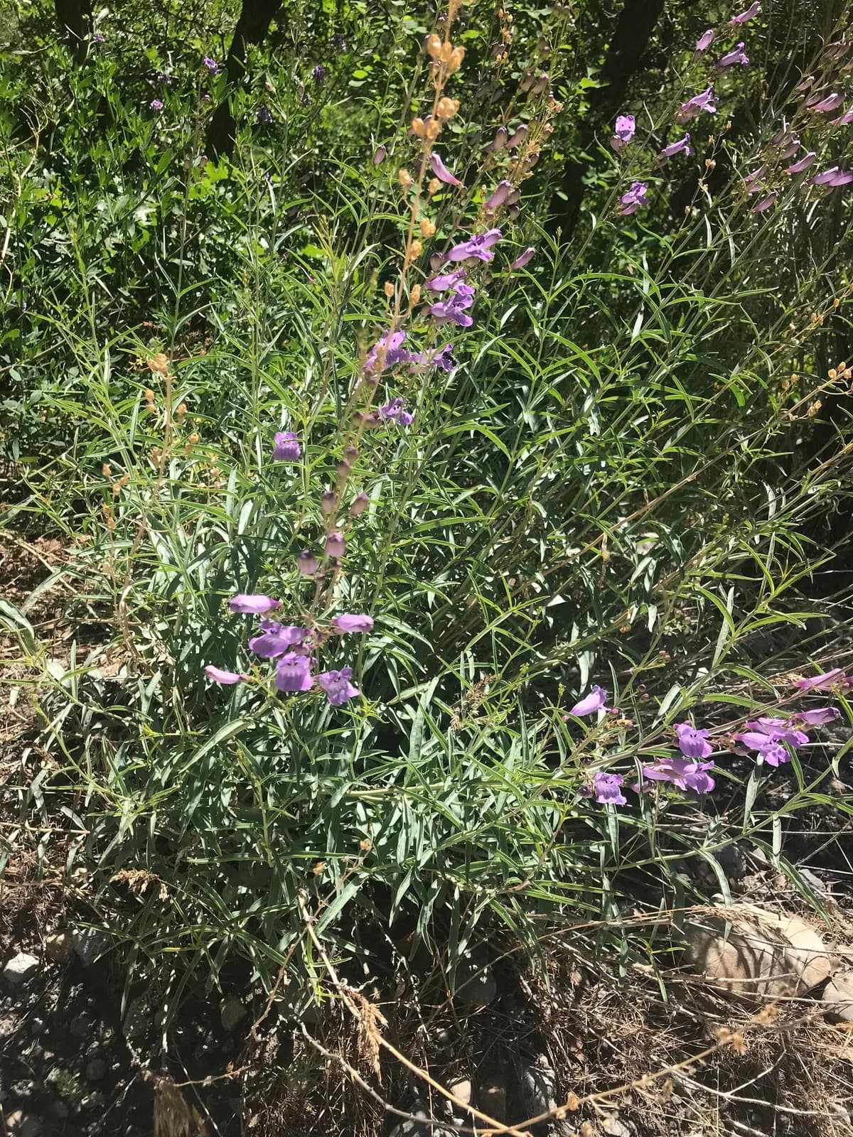 Littlecup Penstemon (Penstemon sepalulus)