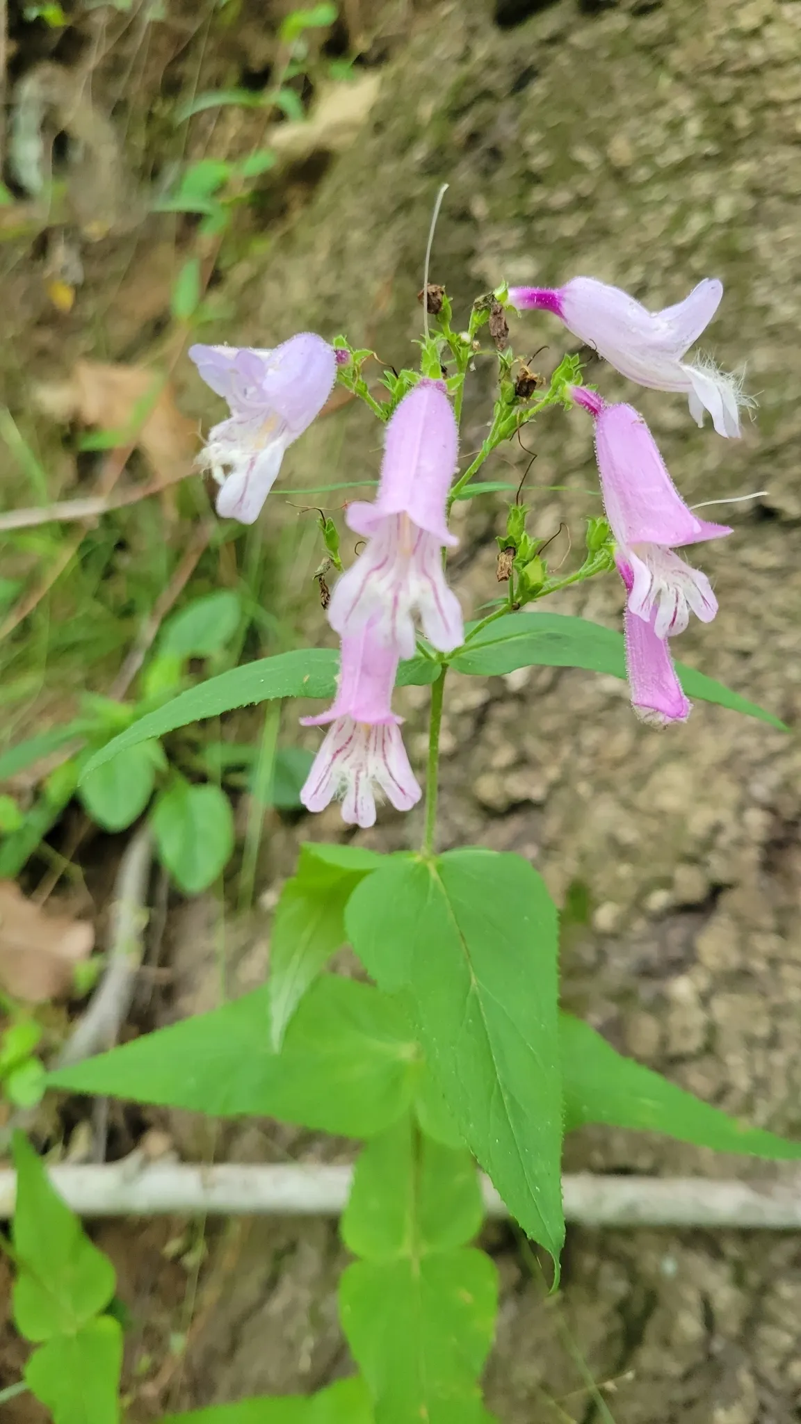 Small's beardtongue (Penstemon smallii)
