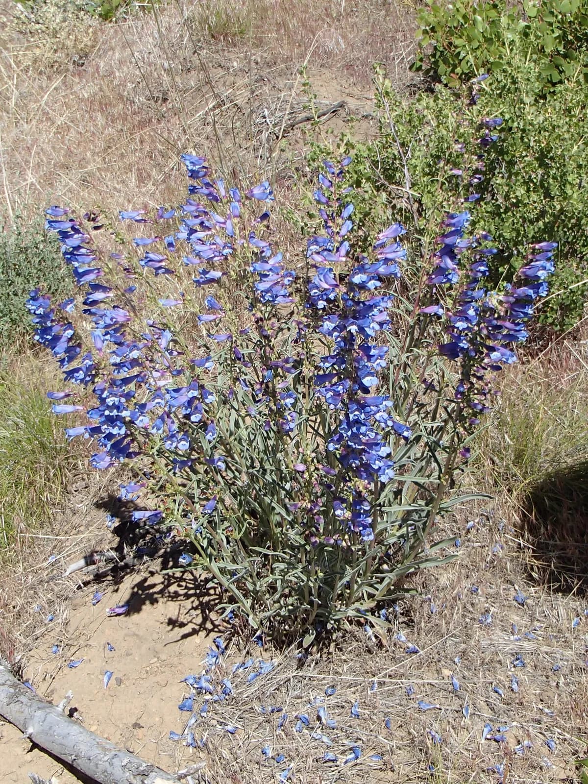 Royal Penstemon (Penstemon speciosus)