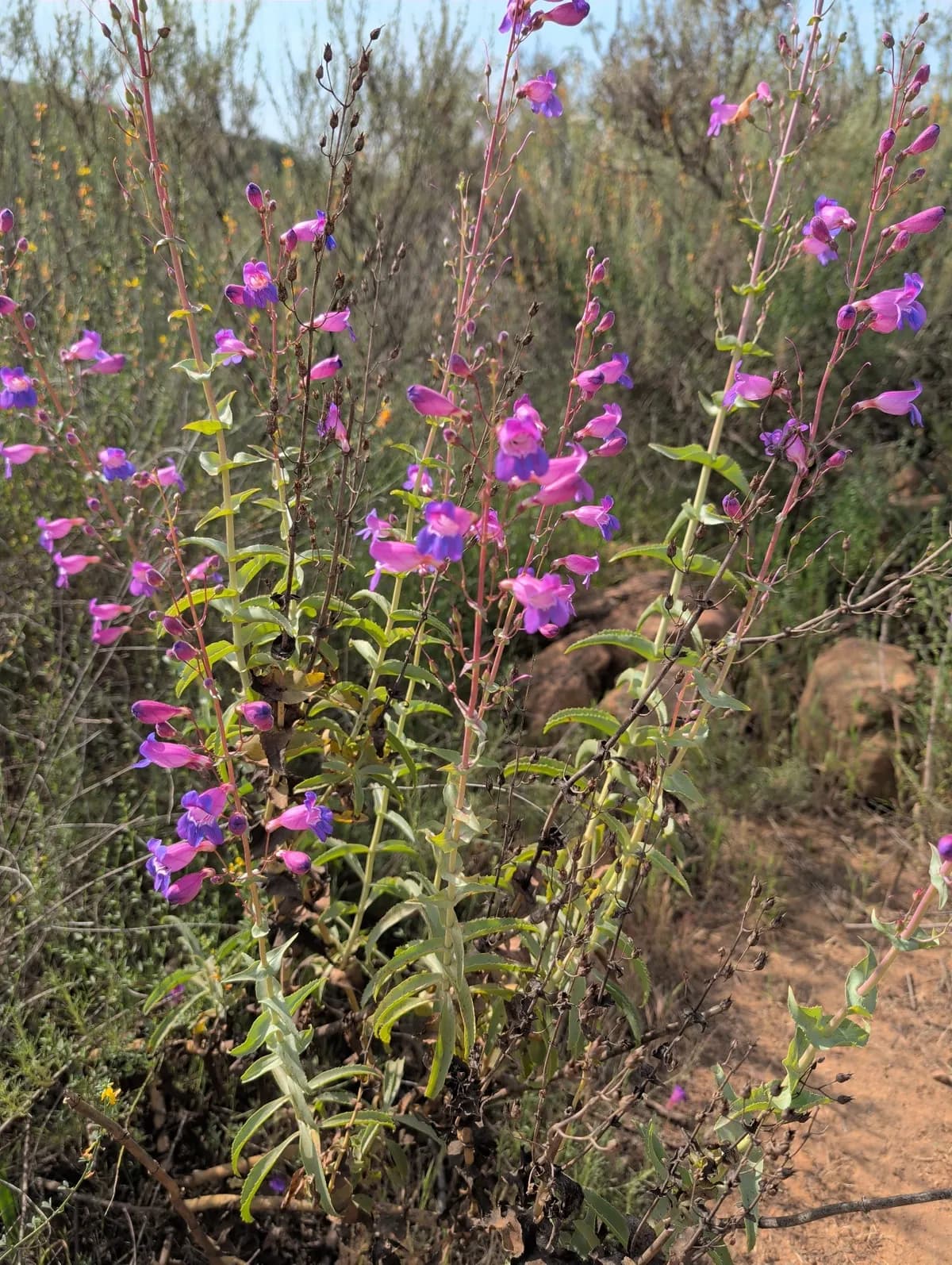 Showy Penstemon (Penstemon spectabilis)