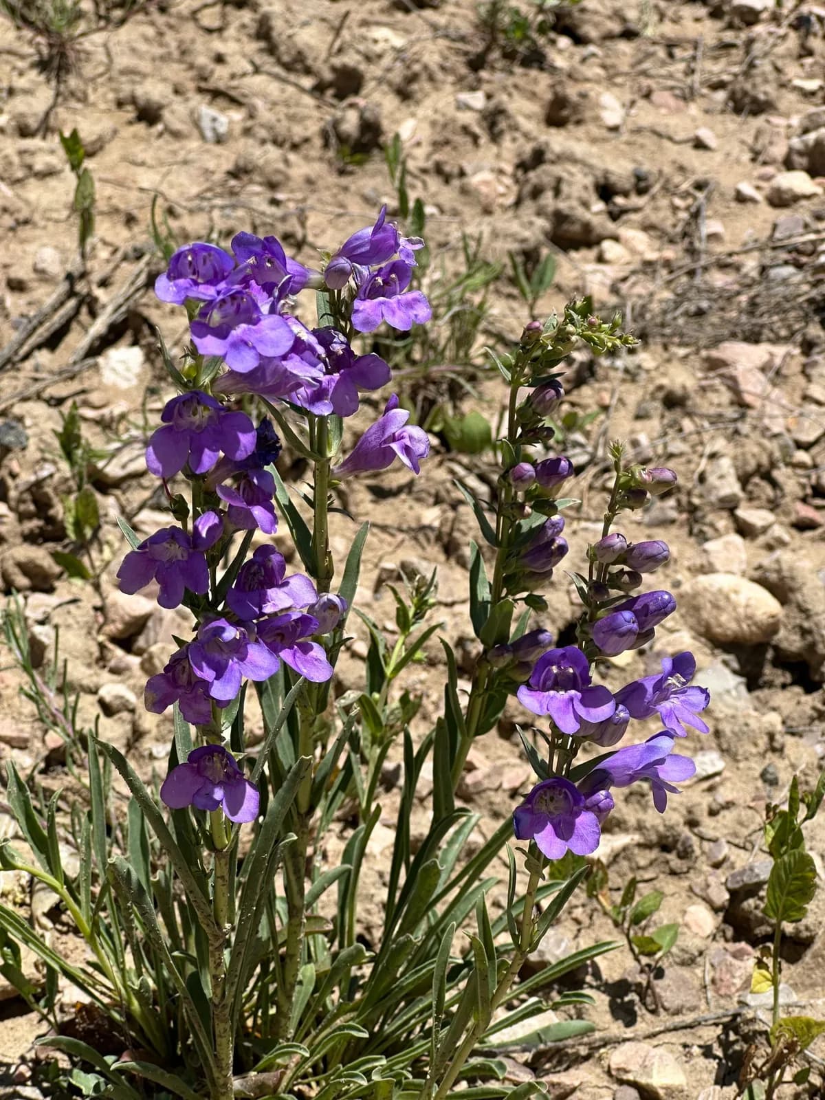Mancos Penstemon (Penstemon strictiformis)