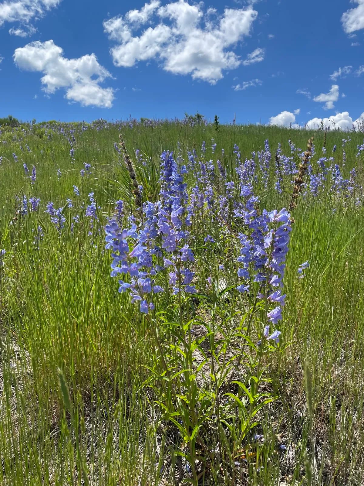 Rocky mountain penstemon (Penstemon strictus)