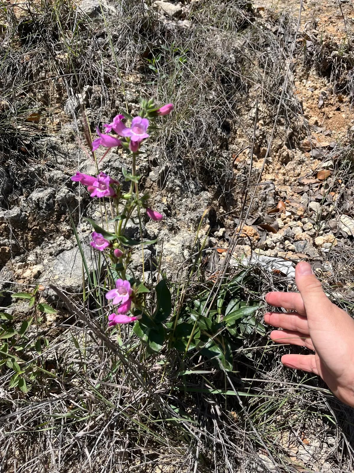 Hill Country Penstemon (Penstemon triflorus)