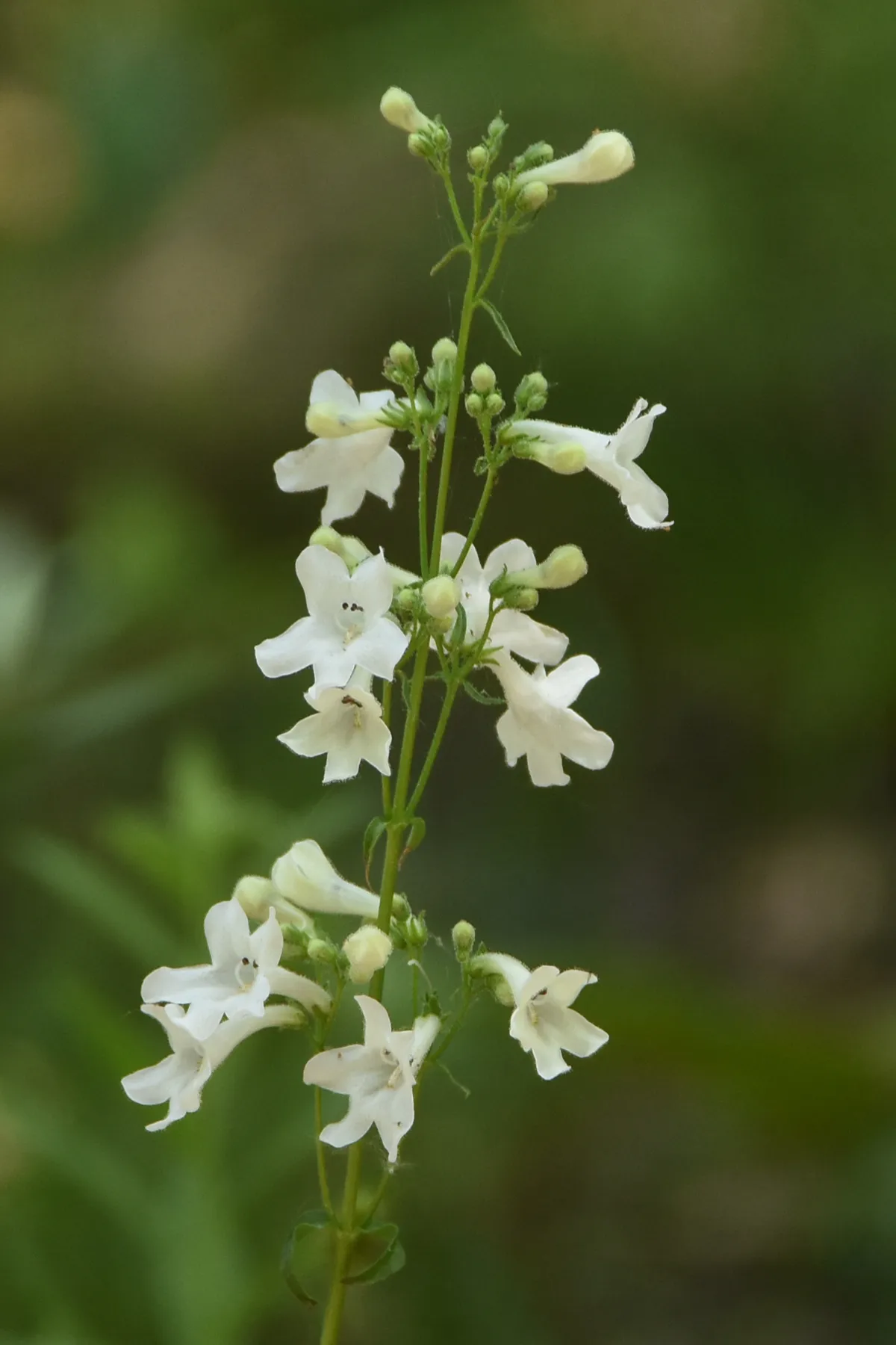 Prairie beardtongue (Penstemon tubaeflorus)