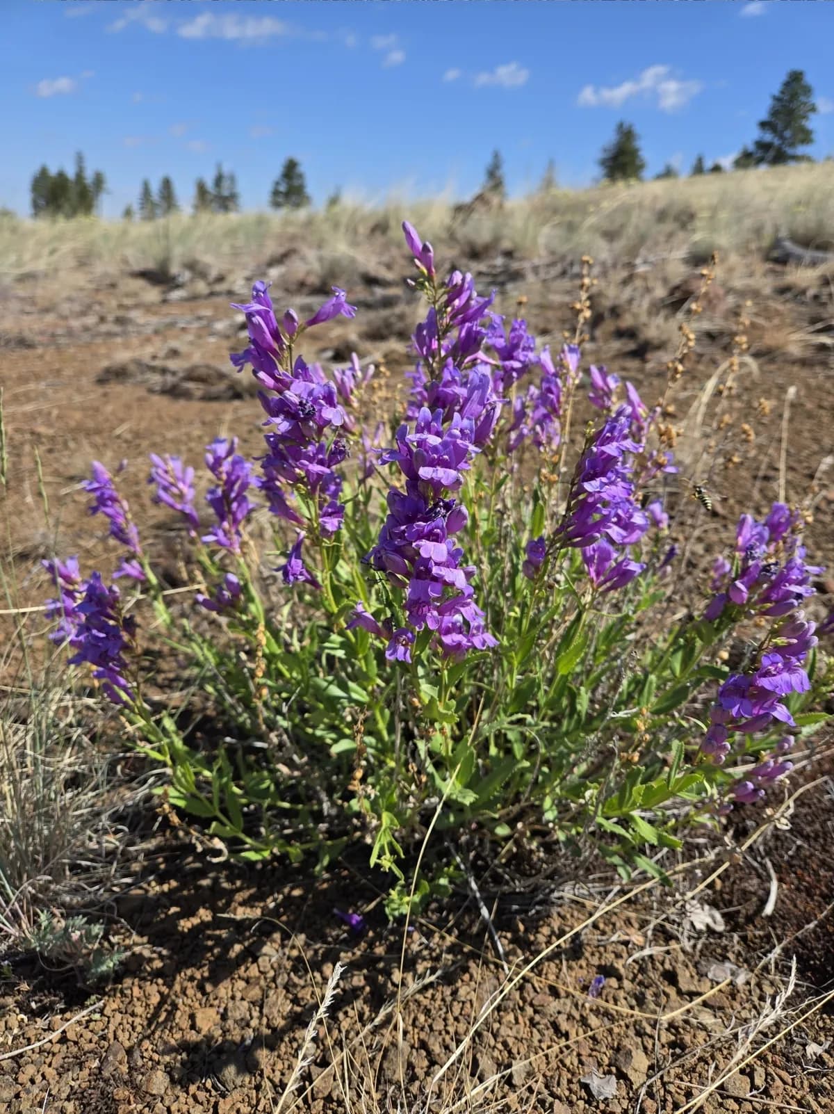 Shrubby penstemon (Penstemon venustus)