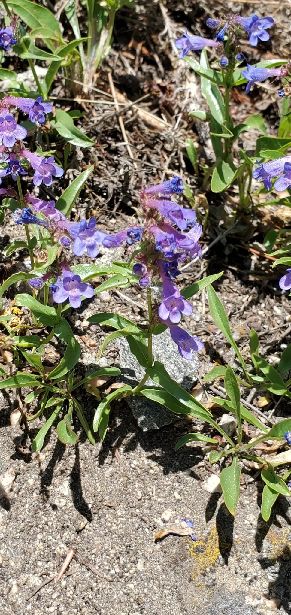 Front range beardtongue (Penstemon virens)