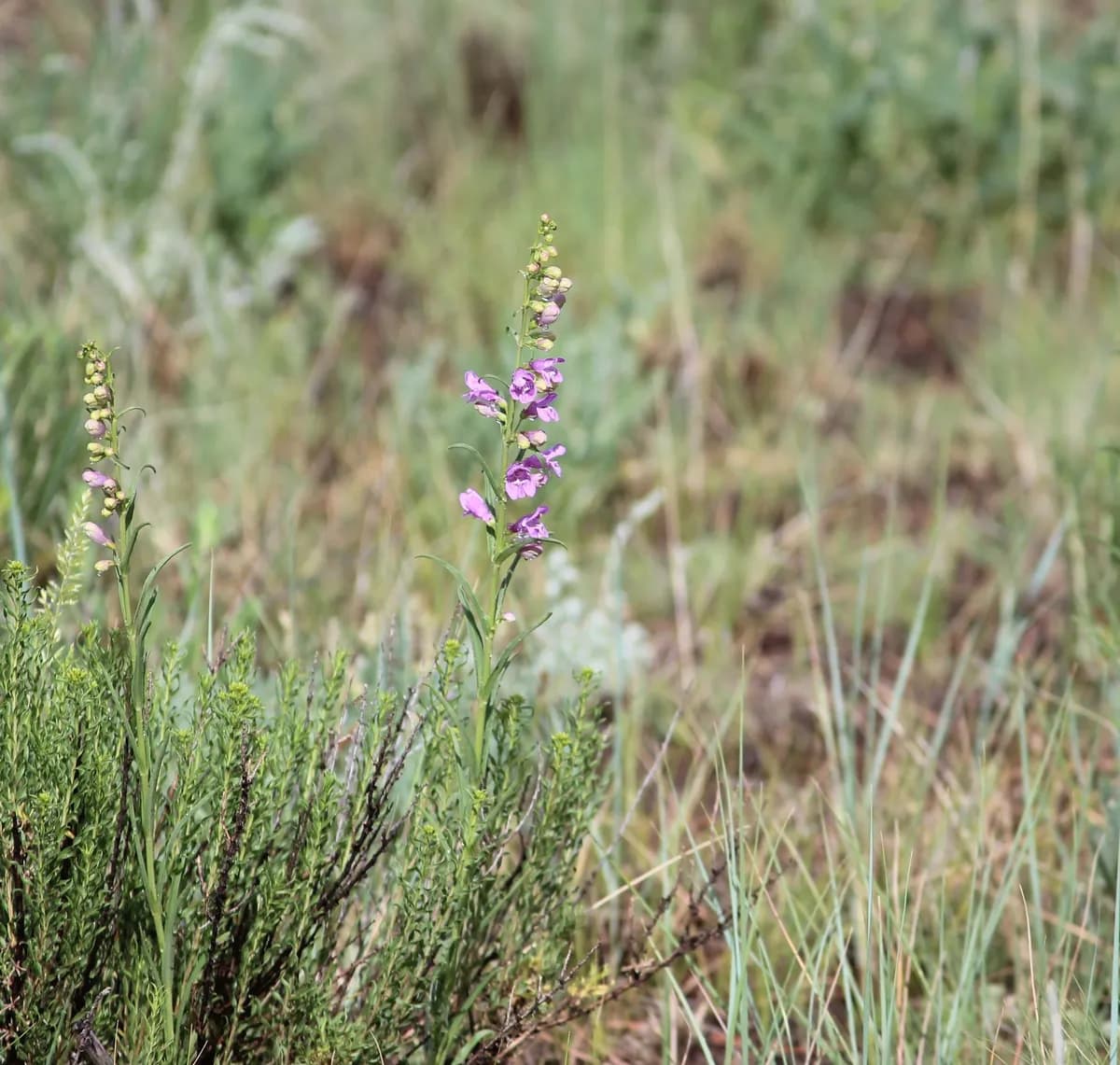 Upright blue beardtongue (Penstemon virgatus)