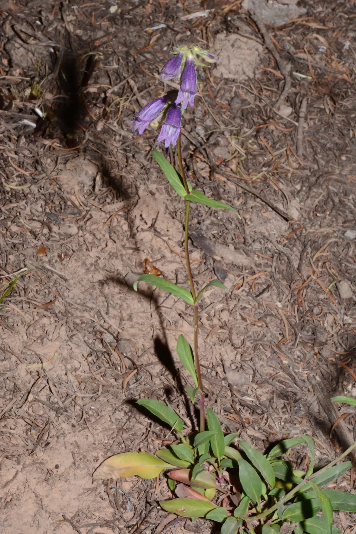 Whipple's Penstemon (Penstemon whippleanus)