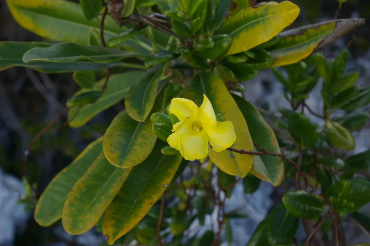 Hammock viper's-tail (Pentalinon luteum)