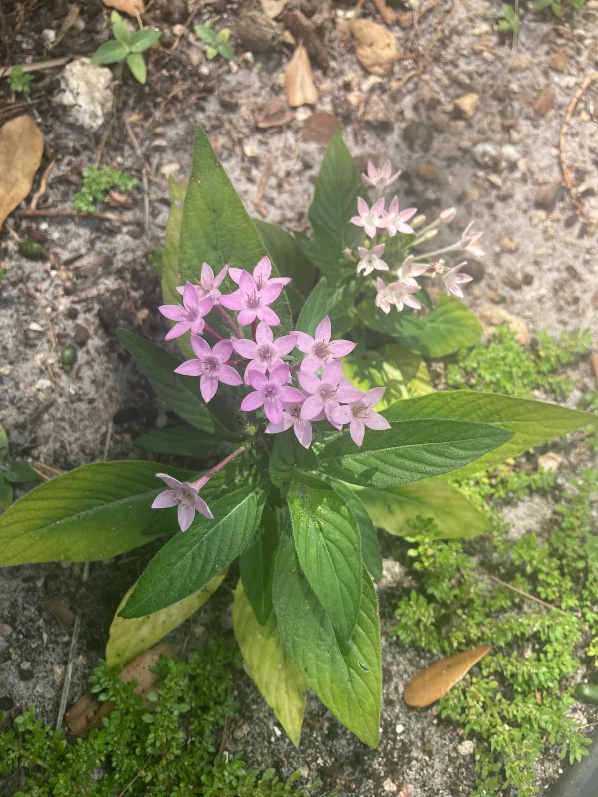 Egyptian star-cluster (Pentas lanceolata)