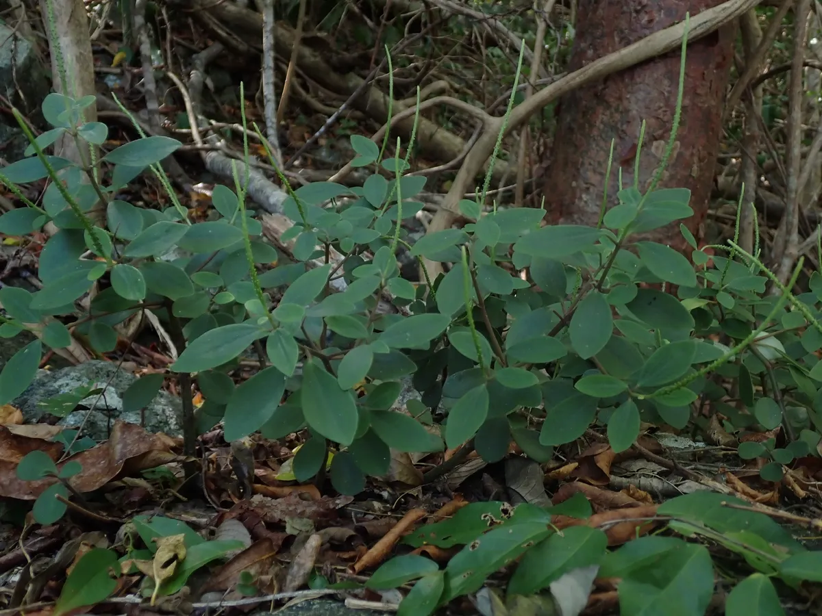 Low peperomia (Peperomia humilis)