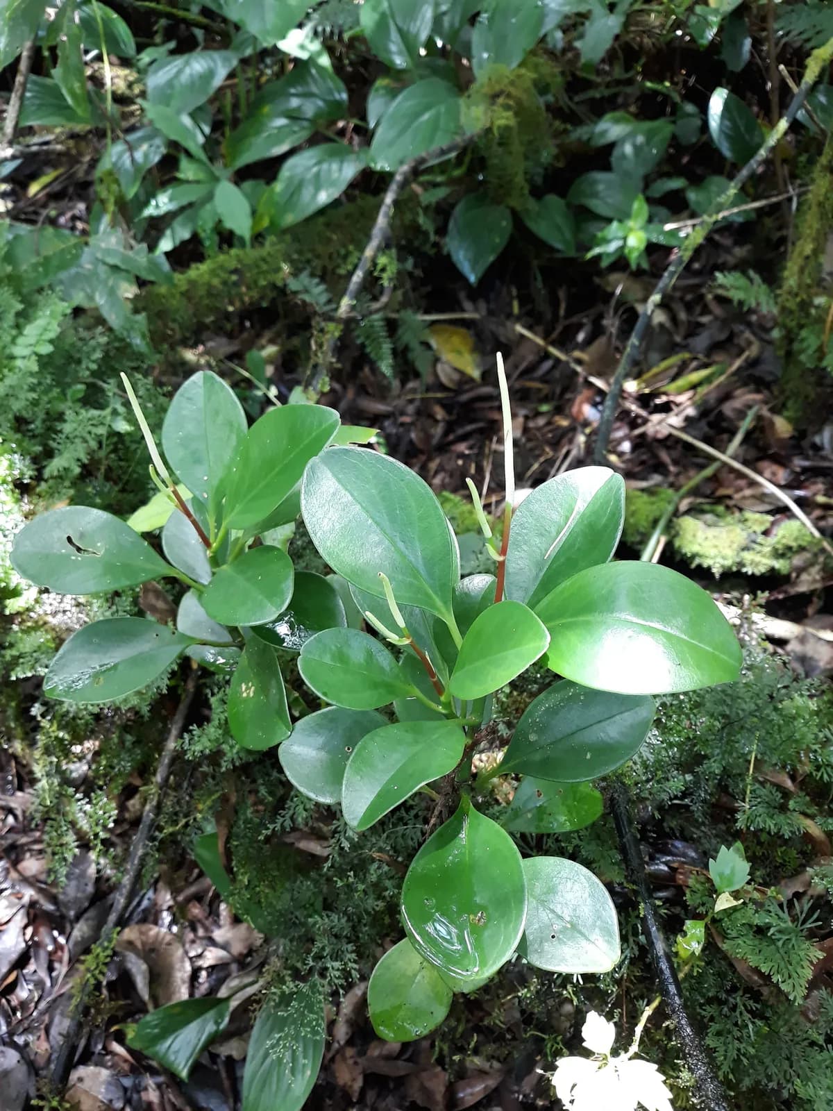 American rubberplant (Peperomia obtusifolia)