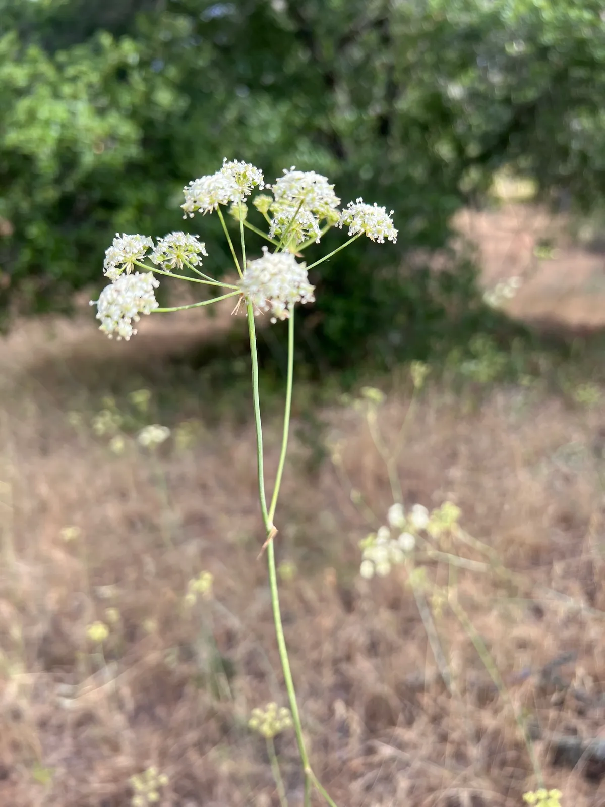 Kellogg's yampah (Perideridia kelloggii)