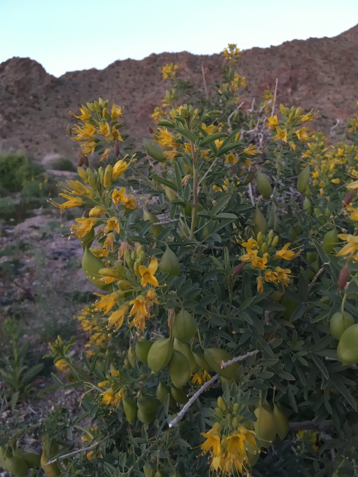 Bladderpod (Peritoma arborea)