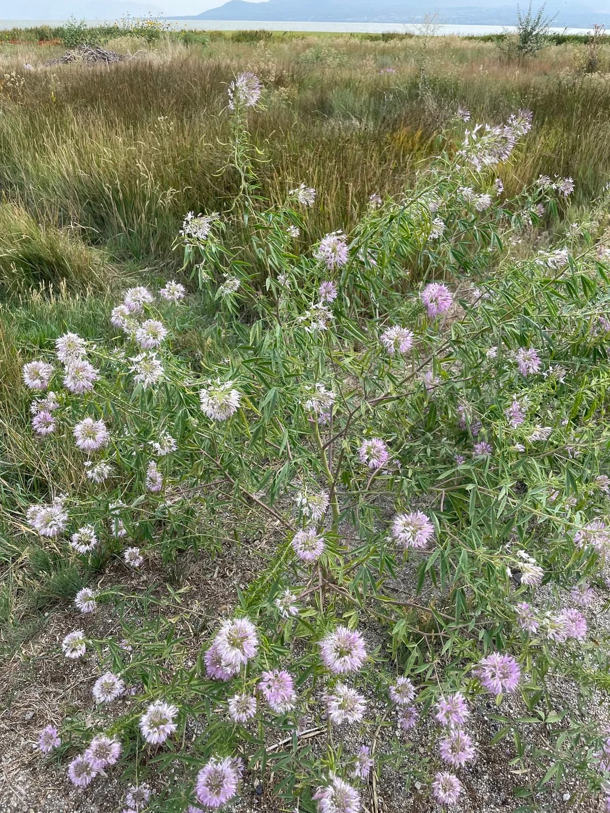 Rocky Mountain beeplant (Peritoma serrulata)