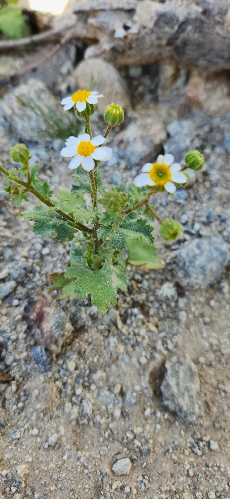 Emory's rock daisy (Perityle emoryi)