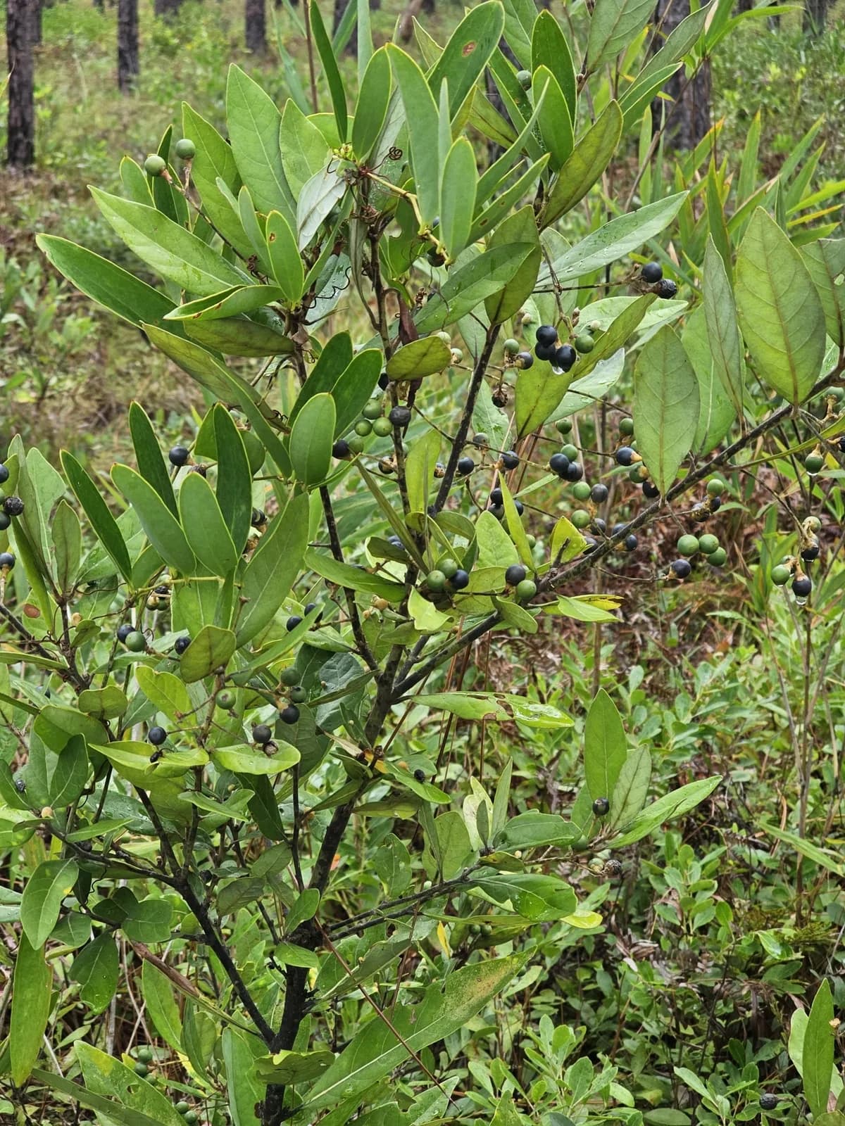 Swamp Bay (Persea palustris)