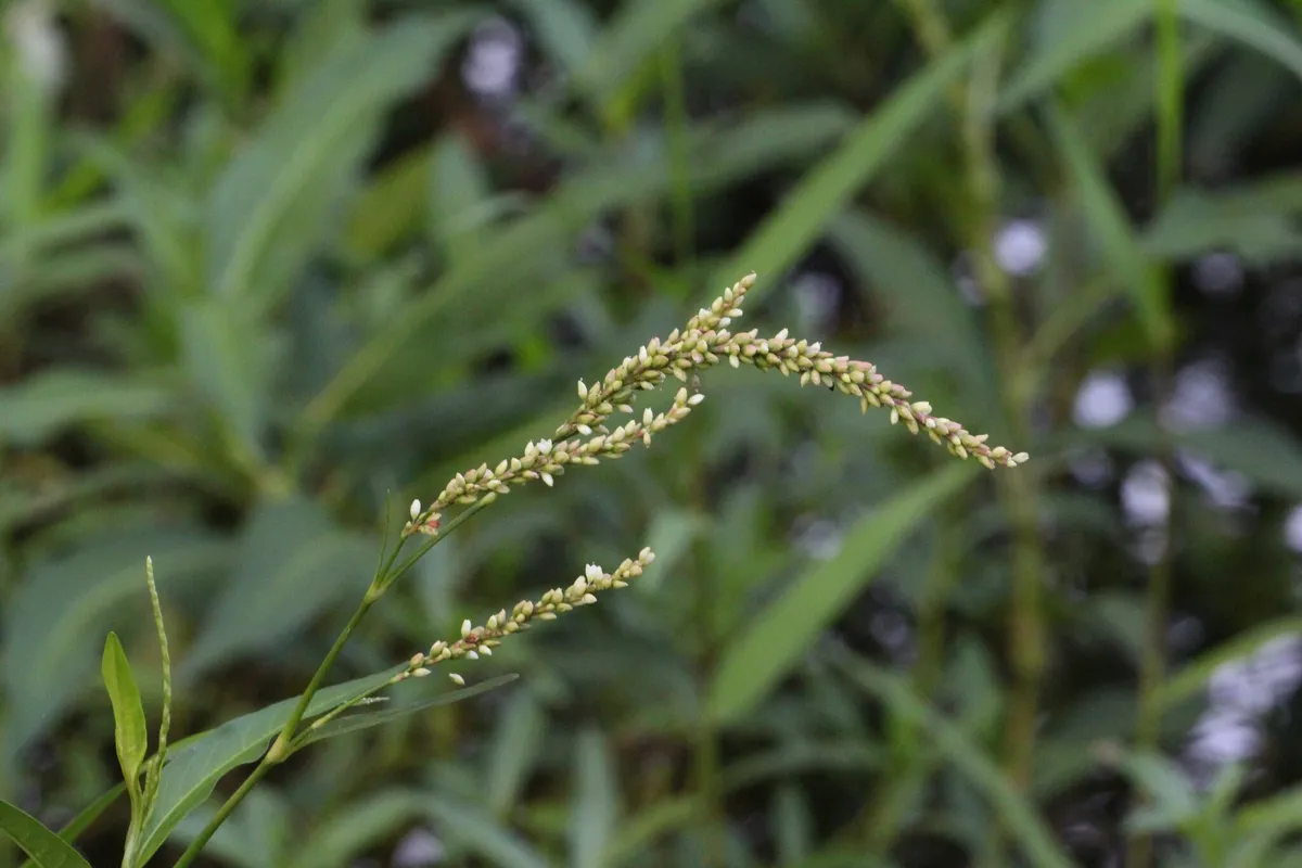 Denseflower Knotweed (Persicaria glabra)