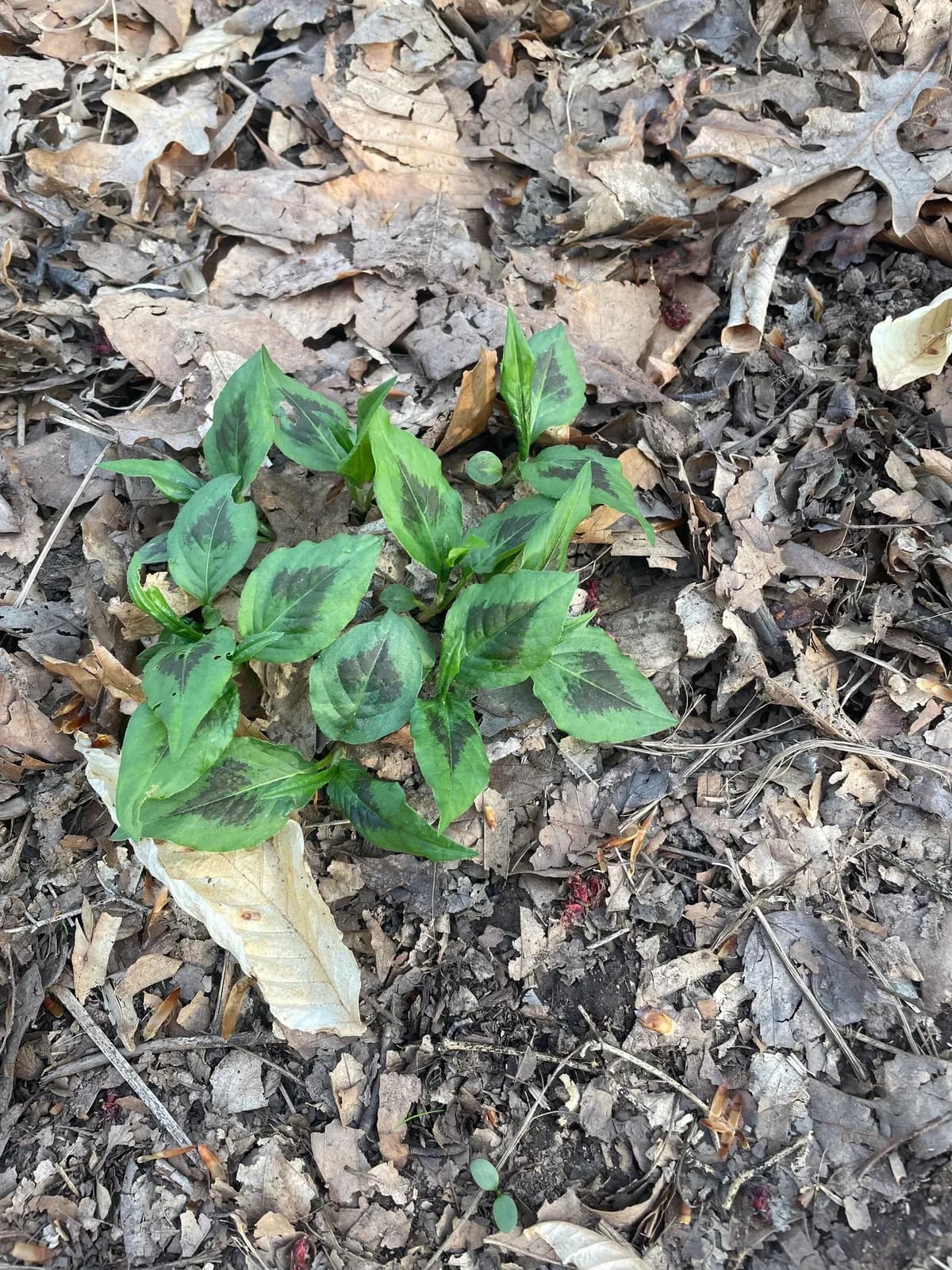 Jumpseed (Persicaria virginiana)
