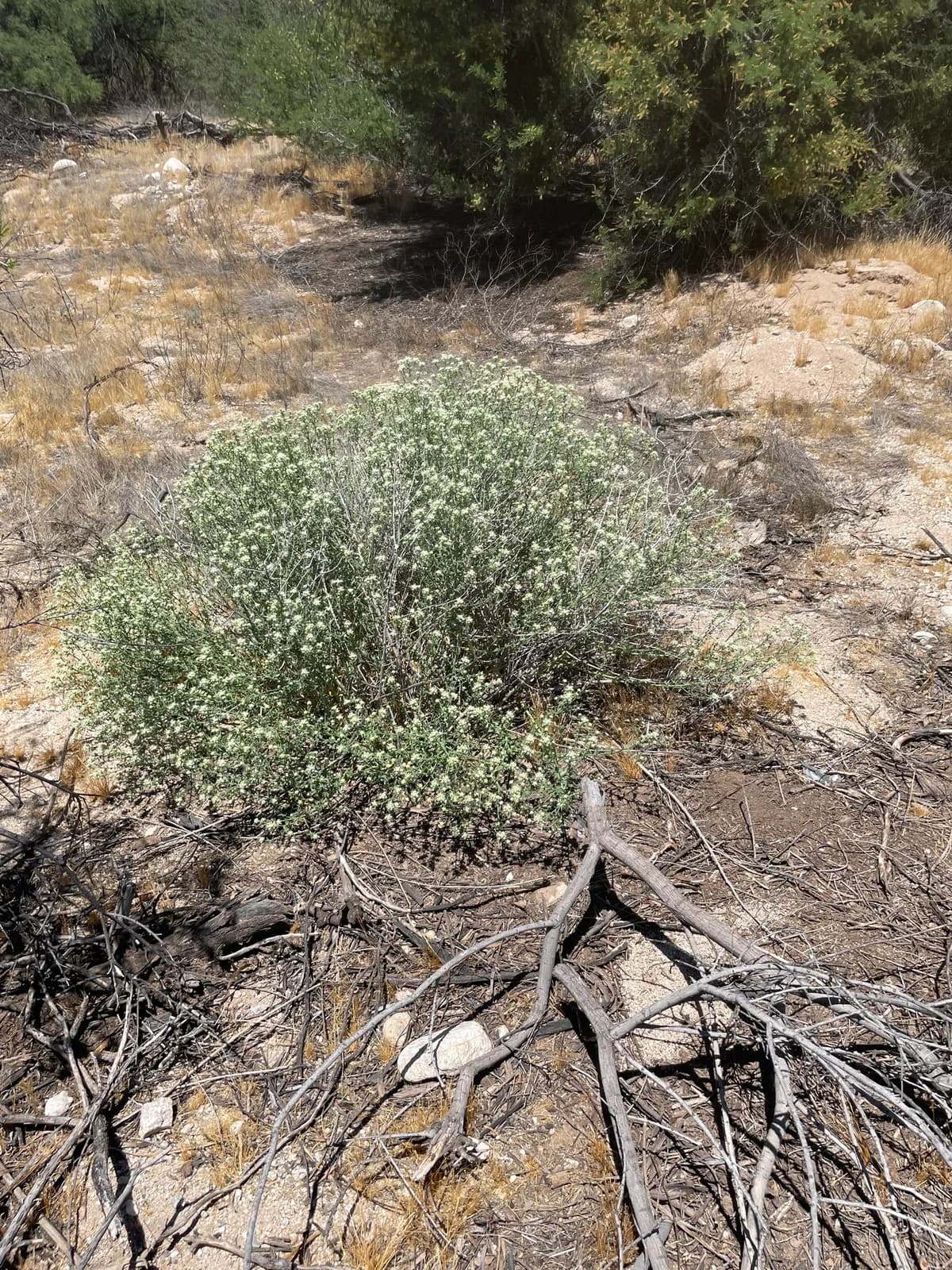 Thurber's Sandpaper Plant (Petalonyx thurberi)