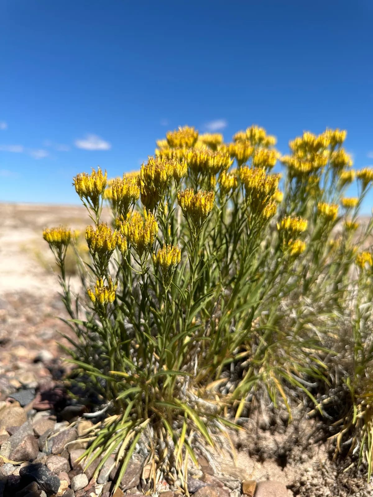 Rock-goldenrod (Petradoria pumila)