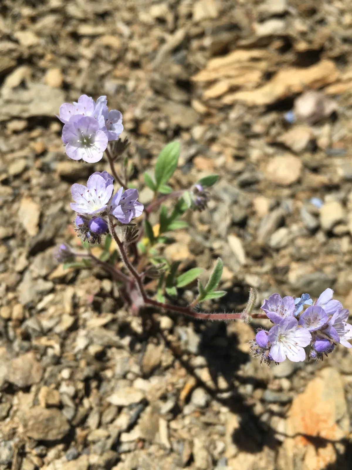 Brewer's phacelia (Phacelia breweri)