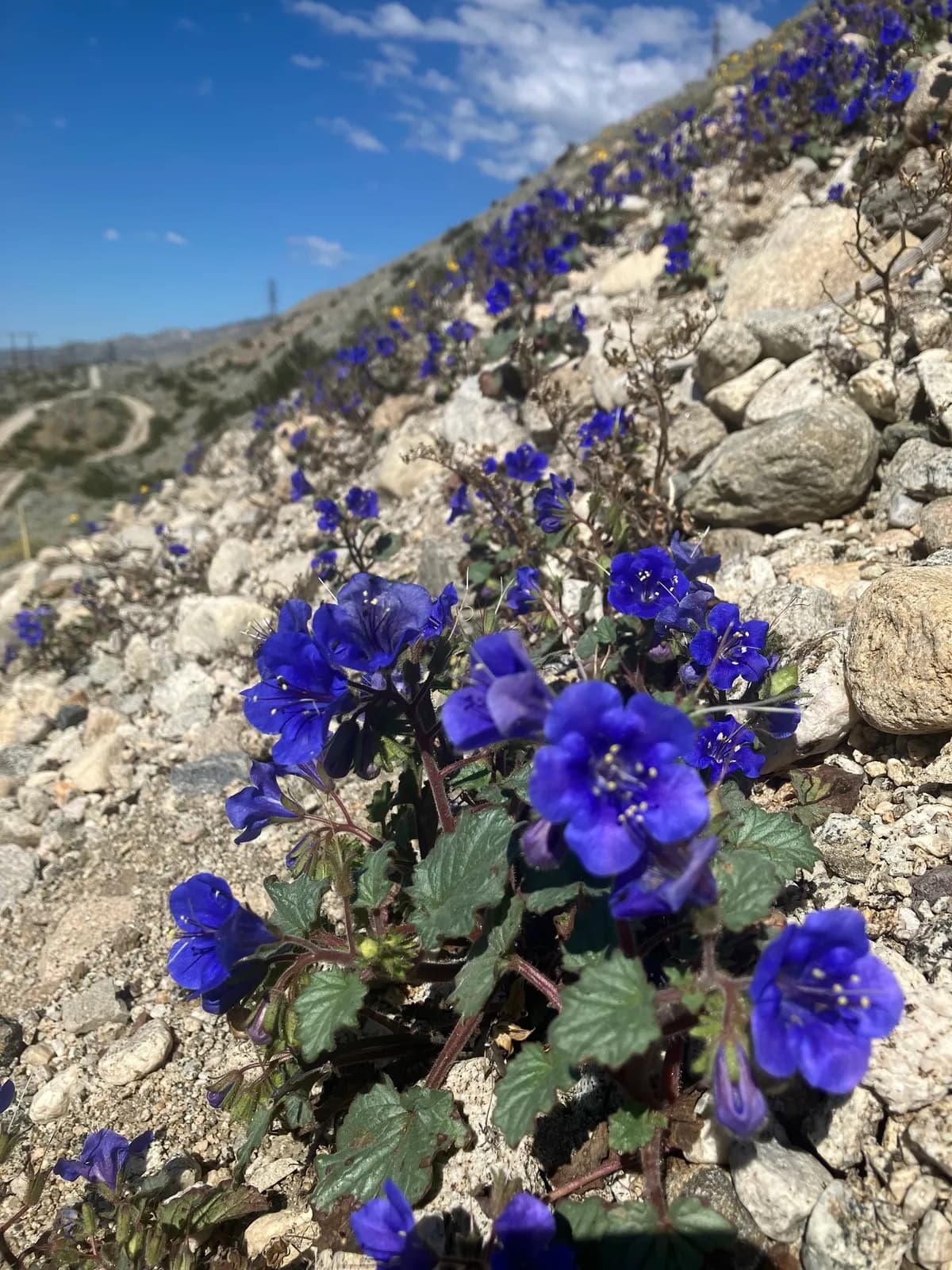 Desert bluebells (Phacelia campanularia)