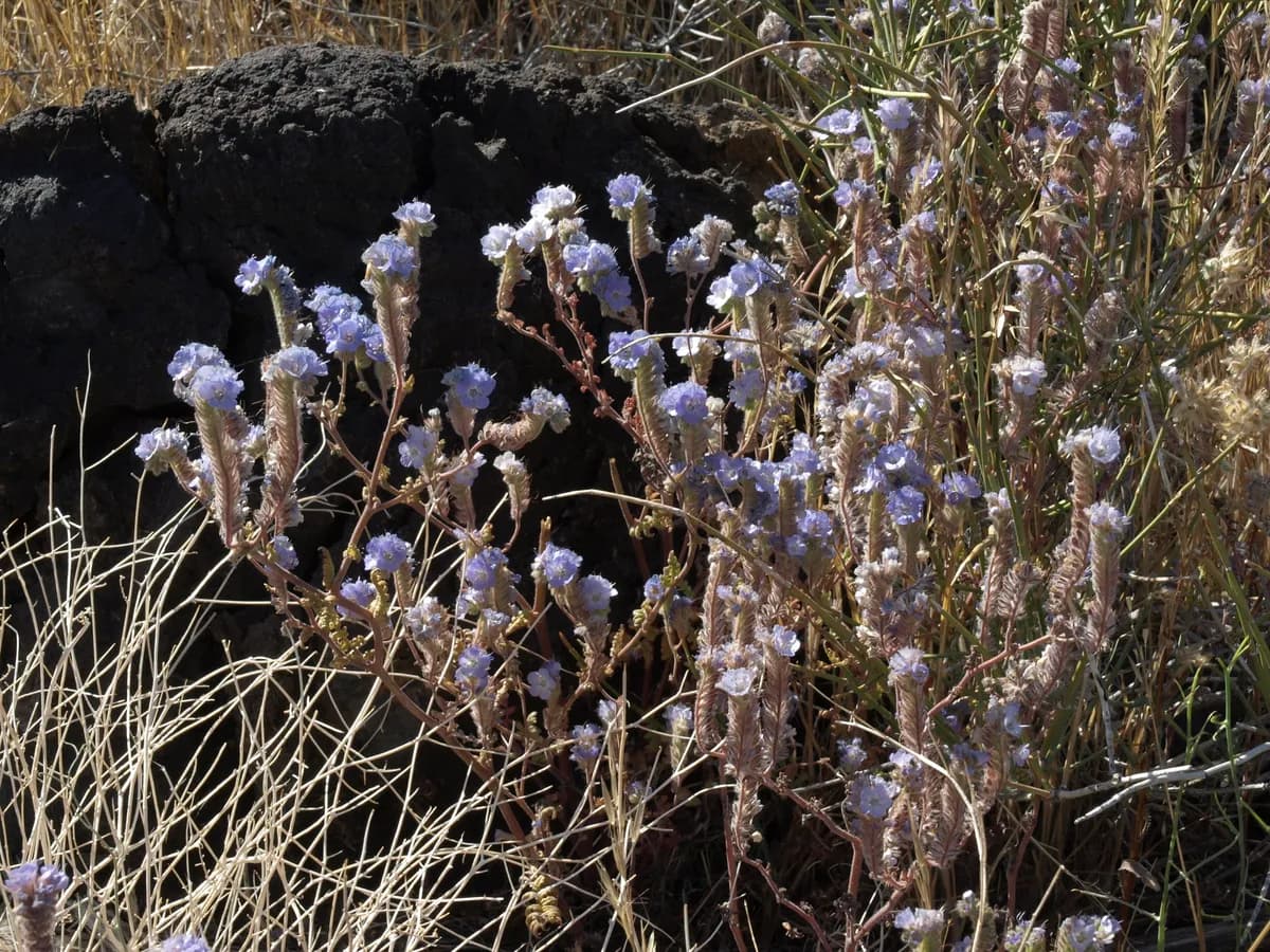 Distant phacelia (Phacelia distans)