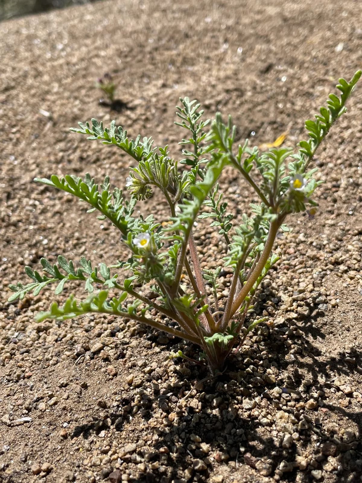 Sticky Phacelia (Phacelia glandulifera)