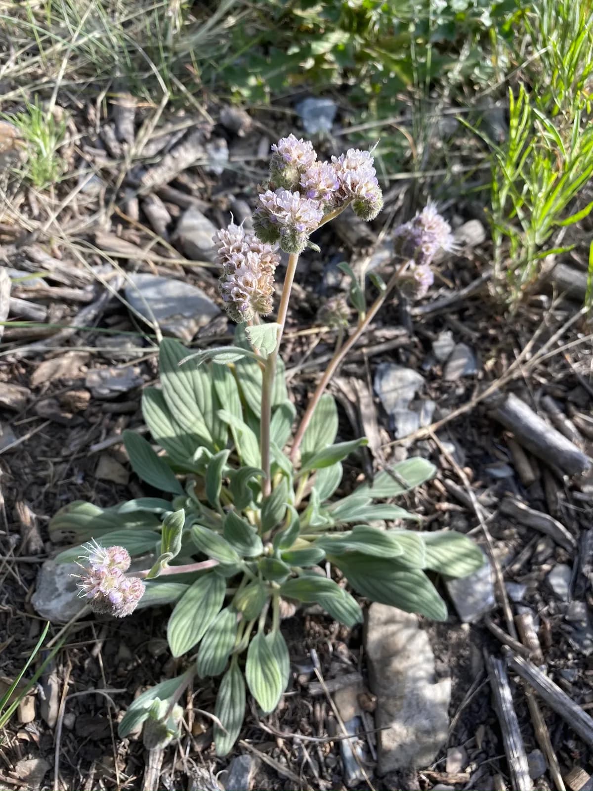 Silverleaf phacelia (Phacelia hastata)