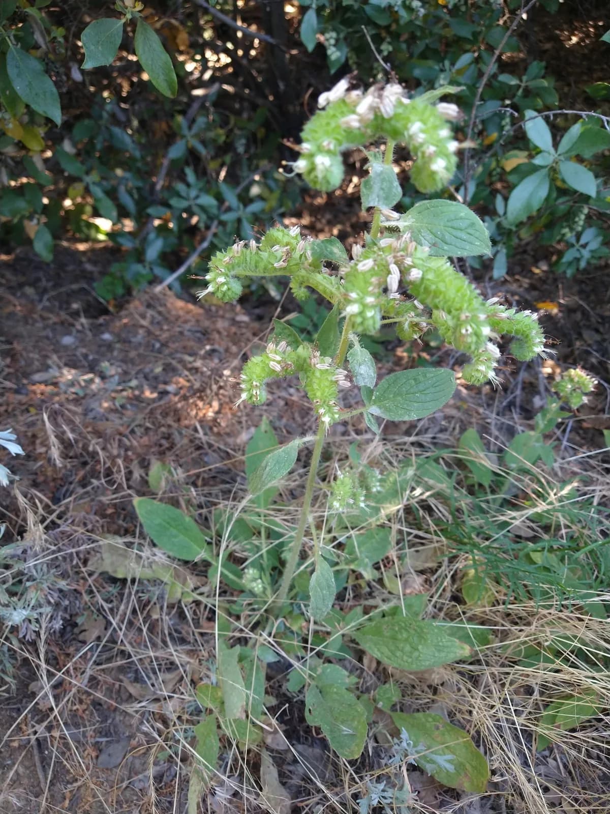 Imbricate phacelia (Phacelia imbricata)