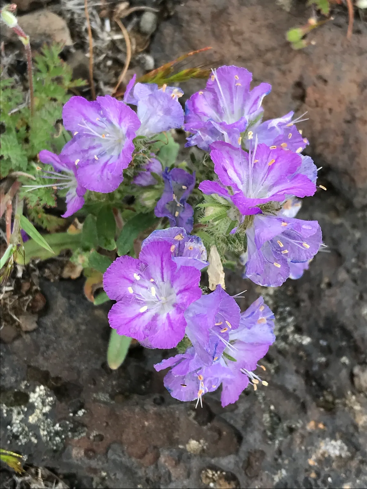 Linear-leaf Phacelia (Phacelia linearis)