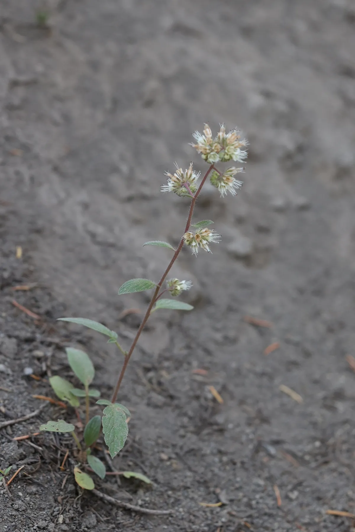 Changeable Phacelia (Phacelia mutabilis)