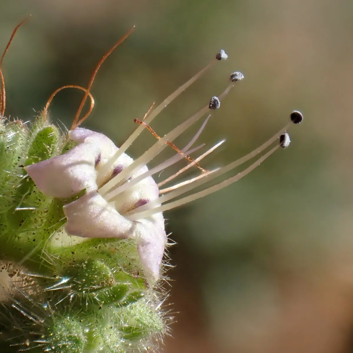 Branching phacelia (Phacelia ramosissima)