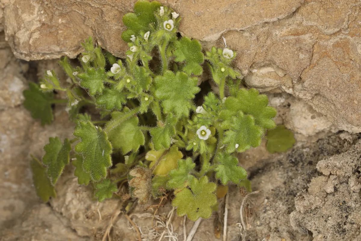 Roundleaf Phacelia (Phacelia rotundifolia)