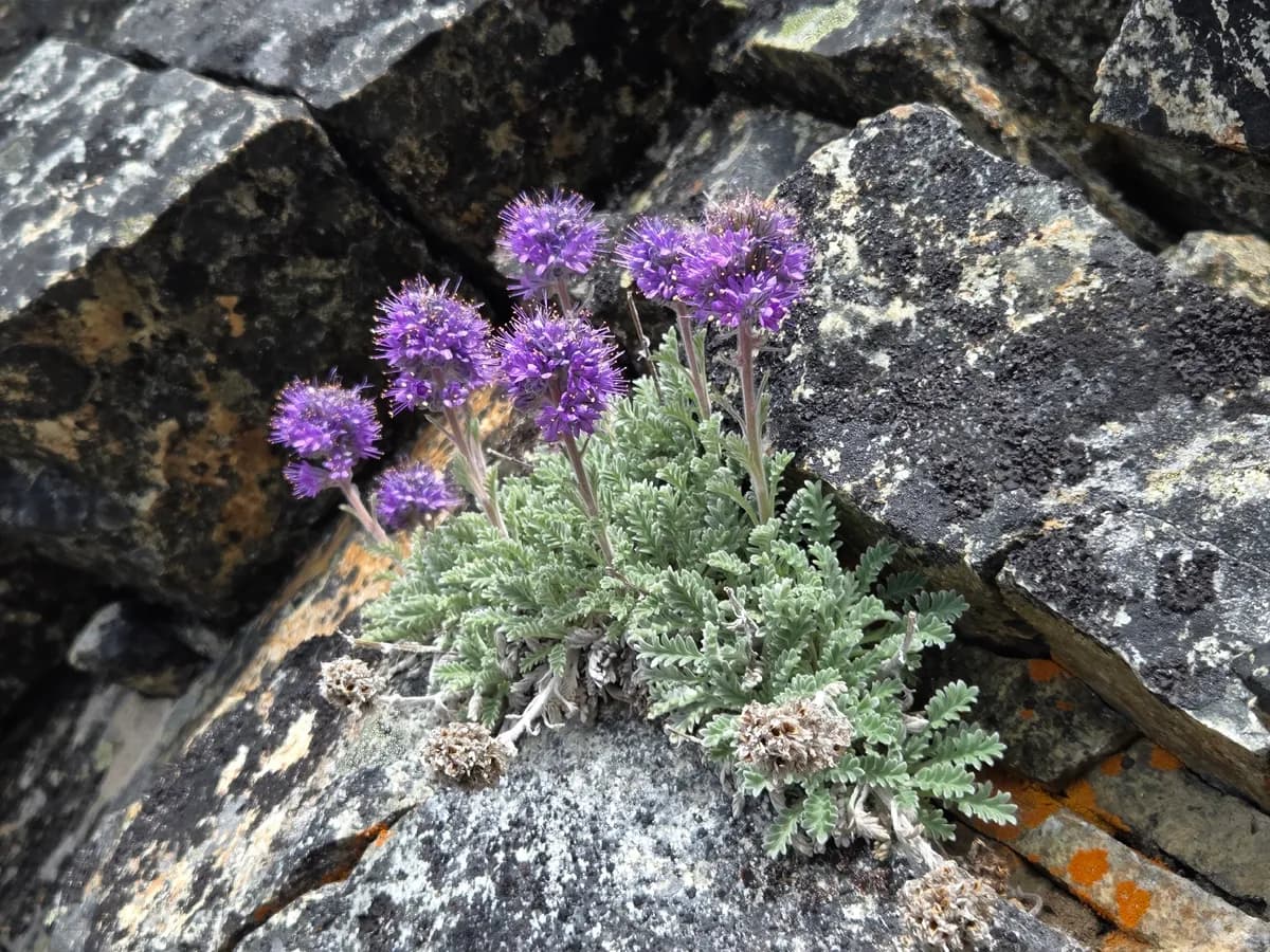 Silky phacelia (Phacelia sericea)